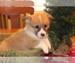 Small Photo #1 Pembroke Welsh Corgi Puppy For Sale in MALTA, OH, USA