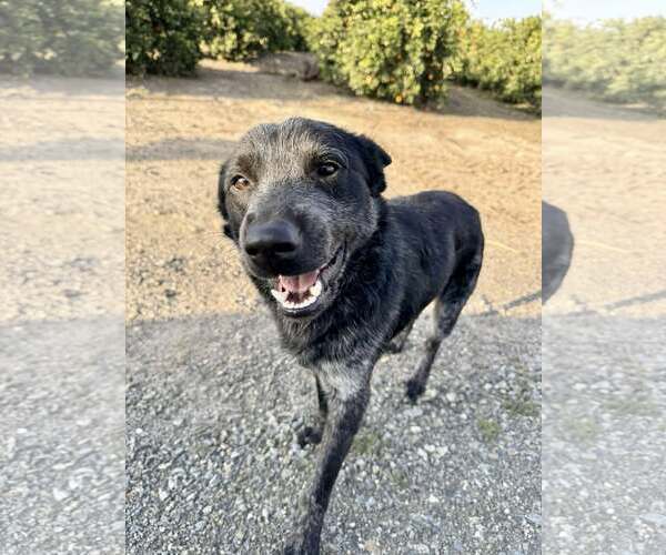 Medium Photo #3 Mutt Puppy For Sale in Paso Robles, CA, USA