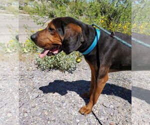 Carter - Male Bluetick Coonhound-Redbone Coonhound Mix Dog for Adoption - Photo #2