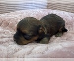 Small Photo #49 Yorkipoo Puppy For Sale in ARLINGTON, TX, USA