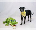 Small #1 Labrador Retriever Mix