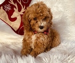 Small #5 Cavalier King Charles Spaniel-Poodle (Toy) Mix