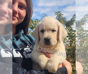 Labrador Retriever Puppy for sale in PINON HILLS, CA, USA