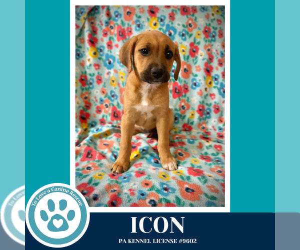 Medium Photo #1 Mutt Puppy For Sale in Kimberton, PA, USA