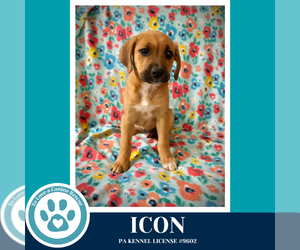 Mutt Dogs for adoption in Kimberton, PA, USA