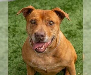 Mutt Dogs for adoption in Ojai, CA, USA