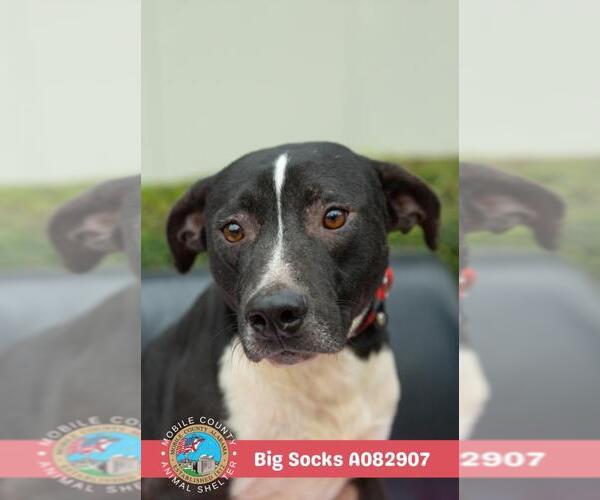 Medium Photo #1 Labrador Retriever-Unknown Mix Puppy For Sale in Mobile, AL, USA