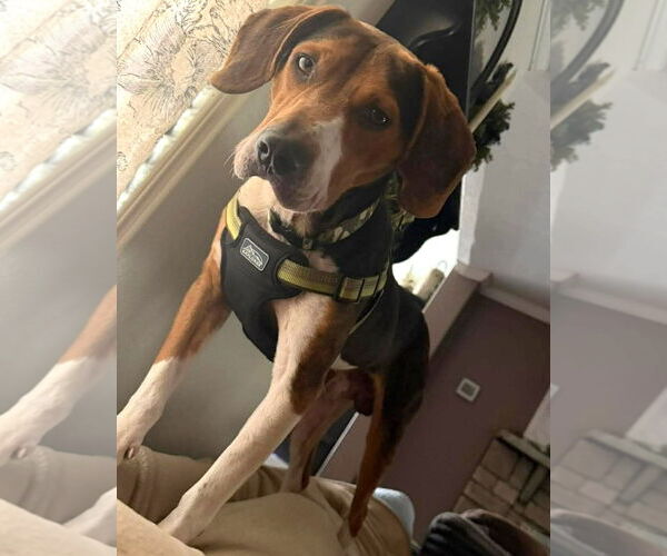 Medium Photo #3 Beagle Puppy For Sale in Dunnellon, FL, USA