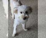 Small #2 Poochon