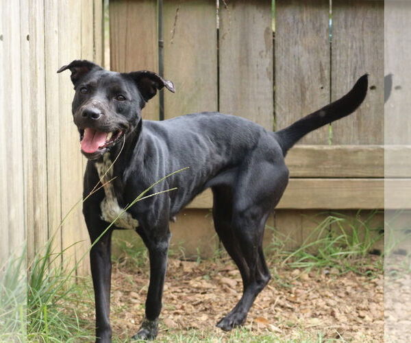 Medium Photo #4 Mutt Puppy For Sale in Jackson, MS, USA