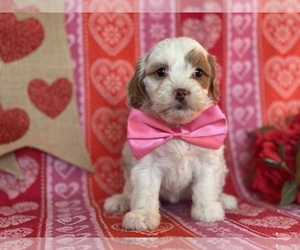 Cavapoo Puppy for sale in LANCASTER, PA, USA