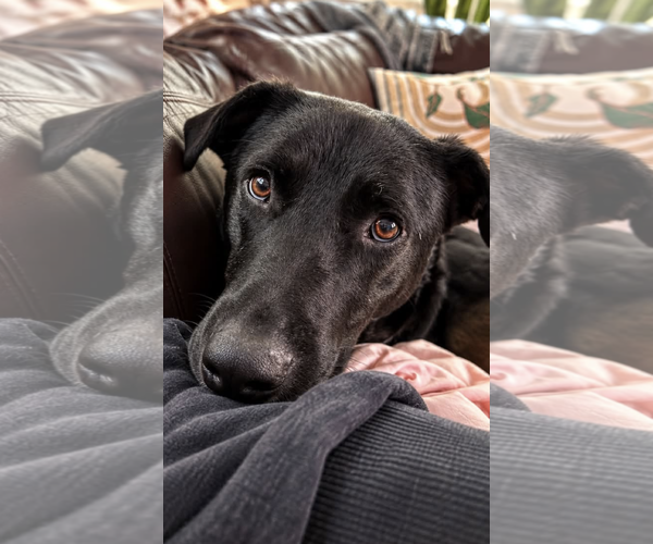 Medium Photo #3 Labrador Retriever-Unknown Mix Puppy For Sale in Mount Laurel, NJ, USA