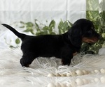 Small #3 Dachshund