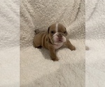 Small Photo #2 Bulldog Puppy For Sale in SUMMERVILLE, SC, USA