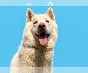 Siberian Husky Dogs for adoption in Tavares, FL, USA