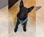 Small #2 German Shepherd Dog Mix