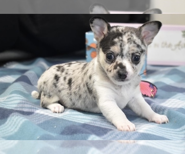 Medium Photo #1 Chihuahua Puppy For Sale in SAN DIEGO, CA, USA