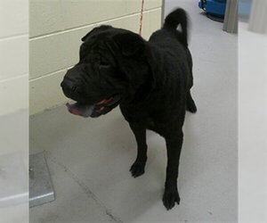 Chinese Shar-Pei-Unknown Mix Dogs for adoption in Sanford, FL, USA