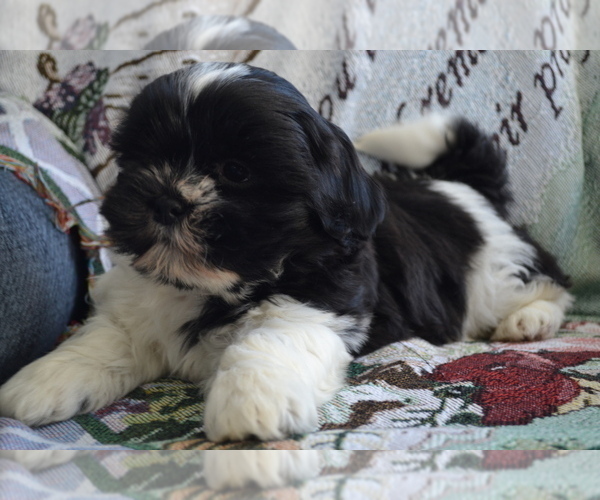 Medium Photo #1 Shih Tzu-Zuchon Mix Puppy For Sale in GREENWOOD, WI, USA