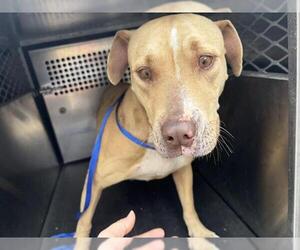 American Staffordshire Terrier-Unknown Mix Dogs for adoption in Grand Prairie, TX, USA
