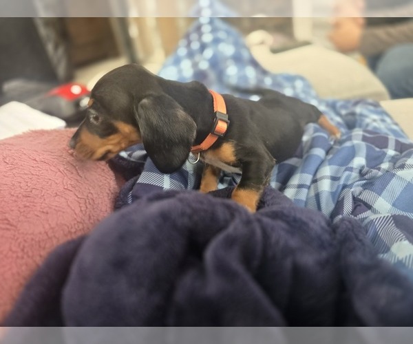 Medium Photo #9 Dachshund Puppy For Sale in ALTOONA, PA, USA