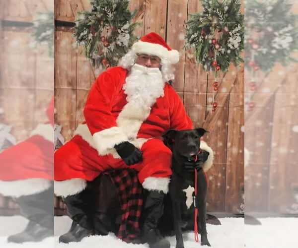 Medium Photo #2 Australian Kelpie Puppy For Sale in Westminster, MD, USA