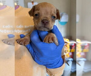 Peanut (AL) - Male Labrador Retriever-Unknown Mix Dog for Adoption - Photo #7