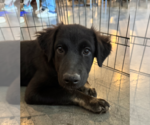 Small #3 Border Collie