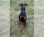 Small #11 Doberman Pinscher