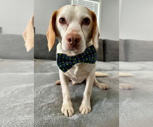 Beagle Dogs for adoption in Dunnellon, FL, USA