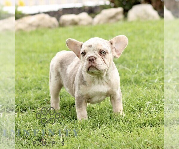 Medium Photo #1 French Bulldog Puppy For Sale in RONKS, PA, USA