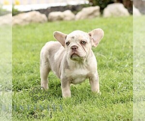 French Bulldog Puppy for sale in RONKS, PA, USA