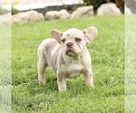 Small French Bulldog