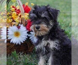 Schnauzer (Miniature) Puppy for sale in MOHNTON, PA, USA