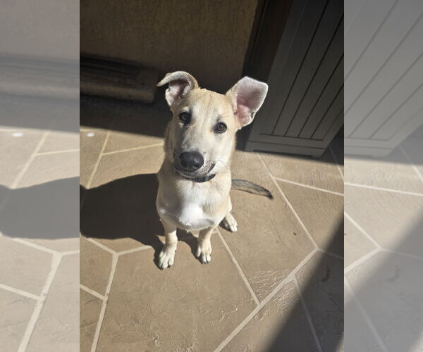 Medium Photo #3  Puppy For Sale in , 