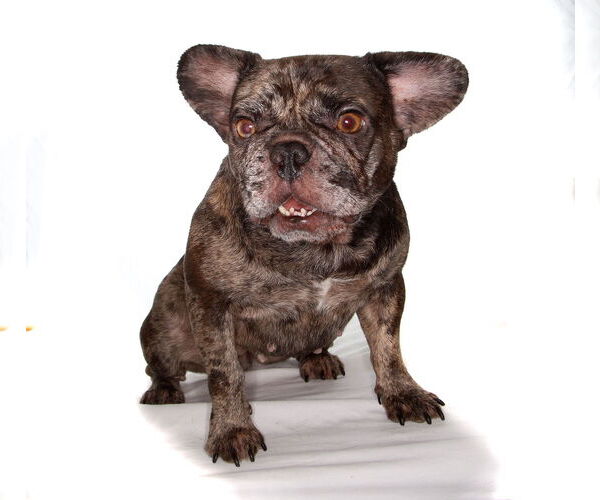 Medium Photo #6 French Bulldog-Unknown Mix Puppy For Sale in Oakland Park, FL, USA