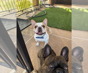 Mutt Dogs for adoption in Las Vegas, NV, USA