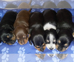 Small Photo #1 Dachshund Puppy For Sale in CANTON, GA, USA
