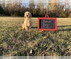Goldendoodle Puppy for sale in STROUD, OK, USA