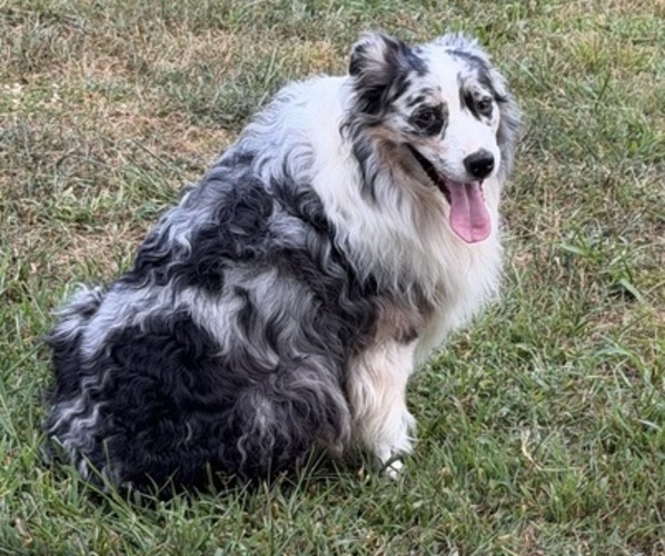 Medium Photo #1 Australian Shepherd Puppy For Sale in COUCH, MO, USA