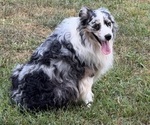 Small Photo #1 Australian Shepherd Puppy For Sale in COUCH, MO, USA