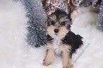 Small #1 Yorkshire Terrier