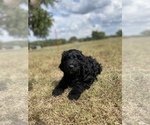 Small Photo #5 Labradoodle Puppy For Sale in HARRAH, OK, USA