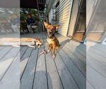 Small #5 Labrador Retriever Mix
