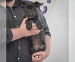Small #2 American Staffordshire Terrier Mix