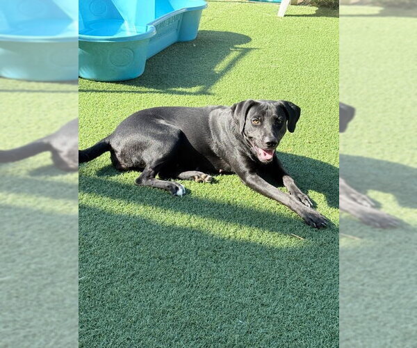 Medium Photo #3 Lab-Pointer Puppy For Sale in NEWPORT NH, NH, USA