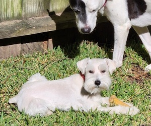 Schnauzer (Miniature) Dogs for adoption in HOUSTON, TX, USA
