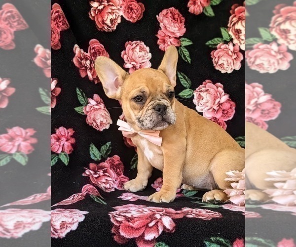 Medium Photo #4 French Bulldog Puppy For Sale in QUARRYVILLE, PA, USA