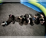Small #3 Greater Swiss Mountain Dog