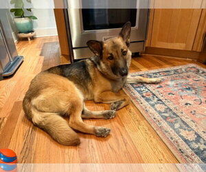 Piper *PENDING* - Female German Shepherd Dog Dog for Adoption - Photo #9
